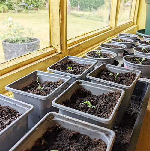 2 rows of pots with forget me nots growing.